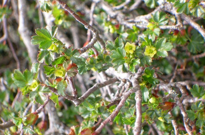 Ribes sardoum Martelli in fiore